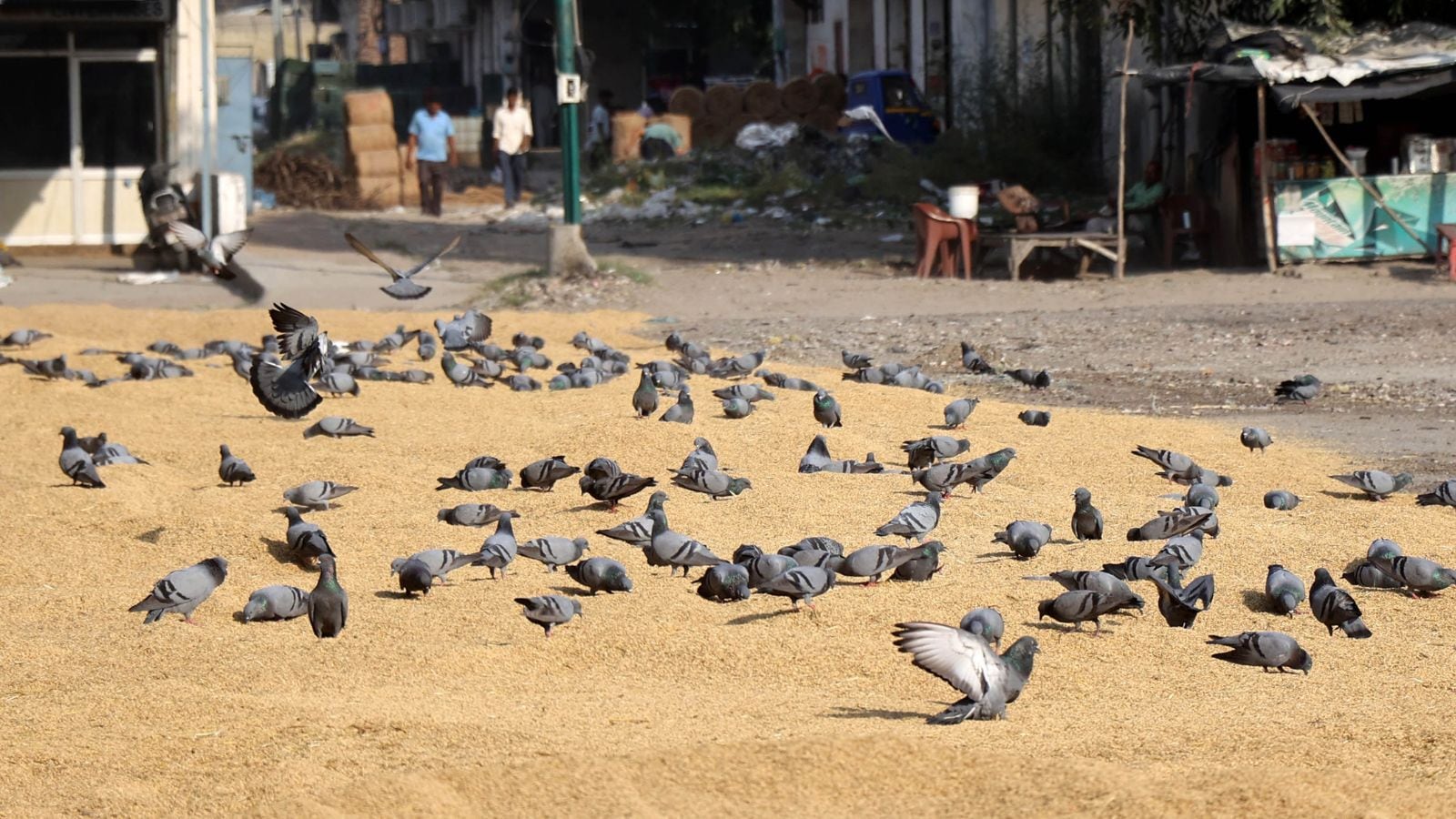 The Indian ExpressCoexistence to Crisis: A city held hostage by pigeons​Siddhant Konduskar